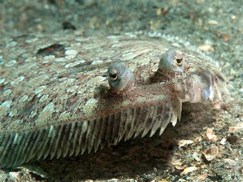 Flounder: The Flatfish that is a Master of Disguise .